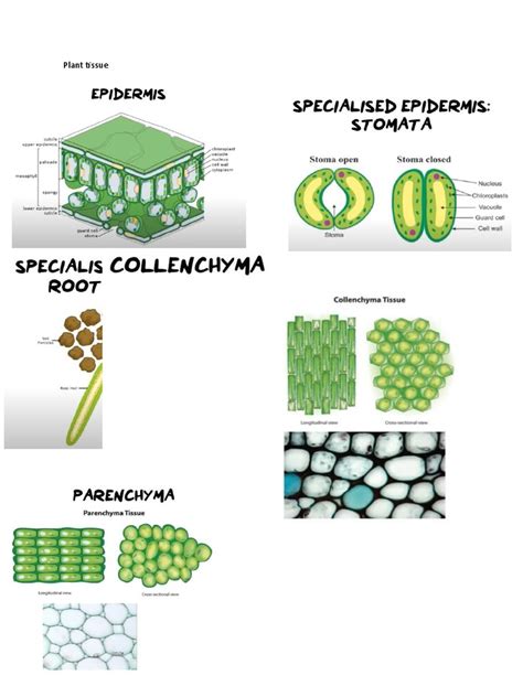 Biology Diagrams | PDF