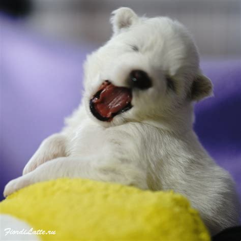 New photos of our samoyed puppies - Samoyeds kennel Mishka na Severe