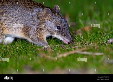 Southern Brown Bandicoot Isoodon Obesulus Stock Photo Alamy