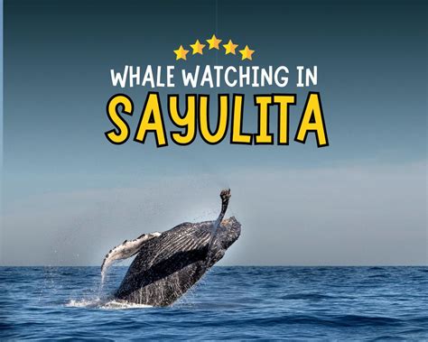 Marine Wonders The Majestic Sayulita Whale Watching Experience