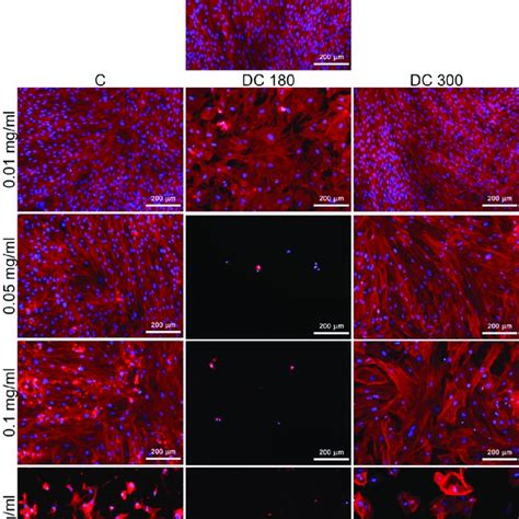 Morphology Of Human Dermal Fibroblasts Cultivated In A Pure Cultivation