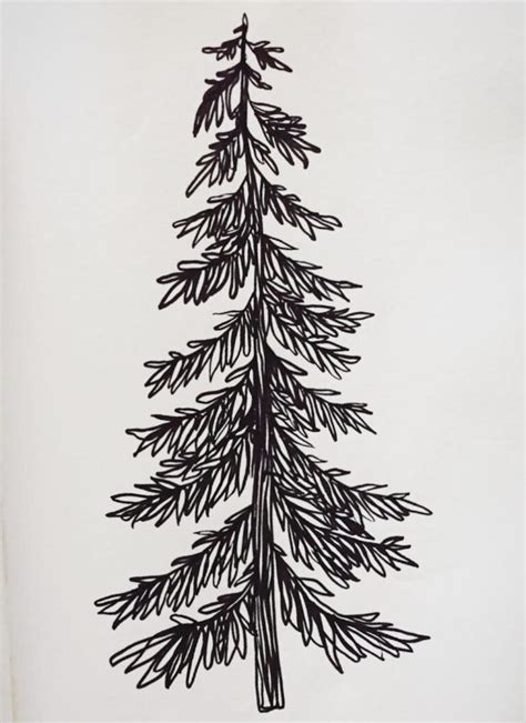 Pine tree drawing step by step || images ideas