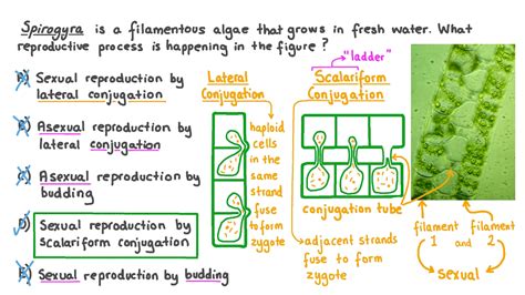 Spirogyra Conjugation Diagram