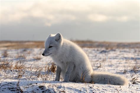 Raposa do ártico vulpes lagopus na tundra wilde raposa do ártico