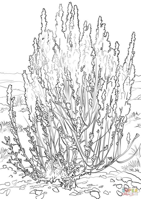 Sage Brush Clipart 19 Free Cliparts Download Images On Clipground 2025