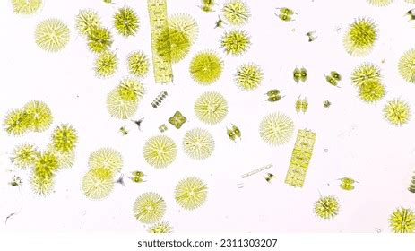 Phytoplankton Photos Images Pictures Shutterstock