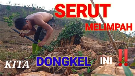 Ngebolang Bahn Bonsai Serut Bahan Serut Melimpah Youtube