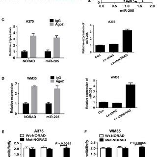 MiR205 Is A Target Of NORAD In Malignant Melanoma Cells A Schematic