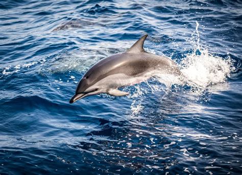 Lonely Dolphin May Be Behind Beach Attacks In Japan Bellbird デイリーニュース