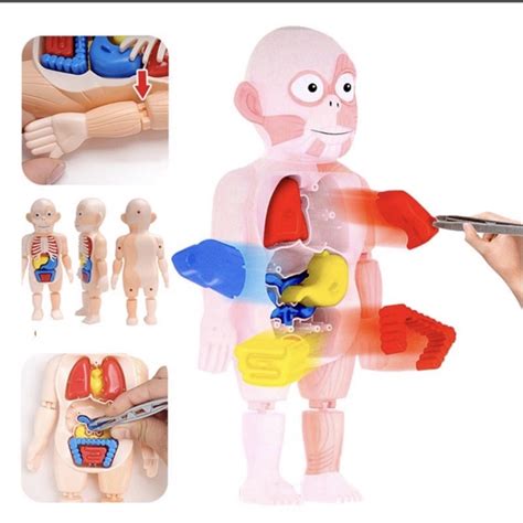 Jual MA Puzzle Anatomi Tubuh Manusia Human Anatomy Shopee Indonesia