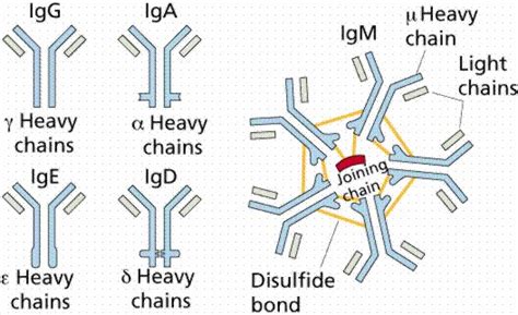 A Drawing Of Antibodies Biology Lessons Microbiology Study Clinical