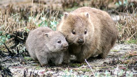 How Do Wombats Poop Cubes Scientists Get To The Bottom Of The Mystery