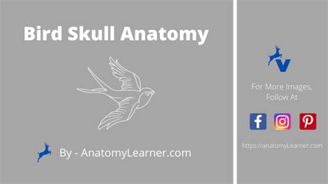 Bird Skull - 5+ Amazing Anatomical Features in Bird Head Bones ...