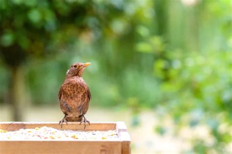 Canicule découvrez 7 astuces pour sauver les oiseaux de votre jardin