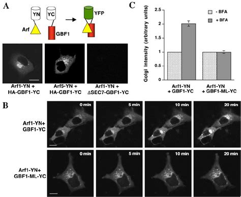 Bimolecular Fluorescence Complementation Analysis To Monitor Gbf Arf