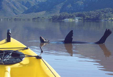 Lagoon Kayaking - Specialized Adventure