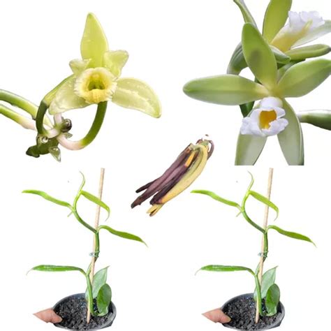 Kit Orquídea Vanilla Planifolia E Chamissonis baunilha Parcelamento