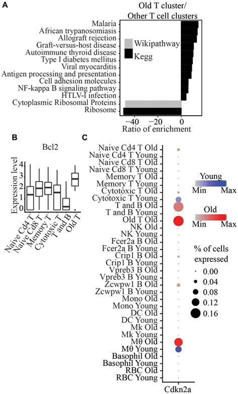 A Wikipathway And Kegg Pathway Analysis Of Differentially Expressed