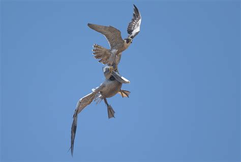 Peregrine Falcon Attacking Pelicans