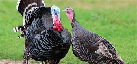 Turkeys and turkey farming: what you need to know | ProVeg