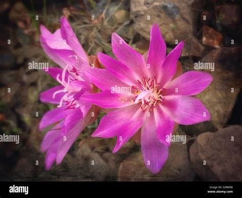 Montana Bitterroot Flower Hi Res Stock Photography And Images Alamy