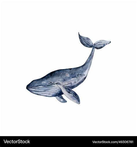 Watercolor blue whale Royalty Free Vector Image