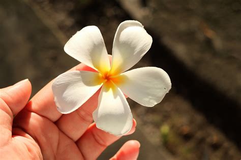 Fleurs Tropicales Les Fleurs Exotiques Embl Matiques