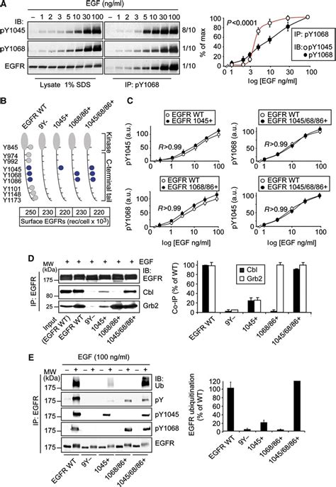 Phosphorylation Ubiquitination And Association With Cbl Of Egfr