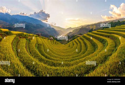 terrace rice field in Vietnam Stock Photo - Alamy