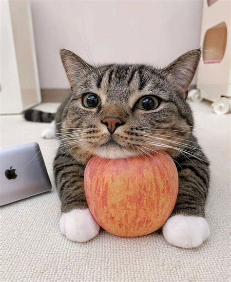 My Cat Just Chilling On A Fruit Rcat