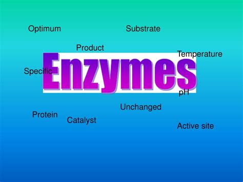 Ppt Enzymes Powerpoint Presentation Free Download Id4844090