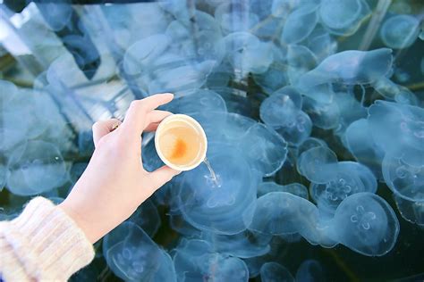 Moon Jellyfish Feeding