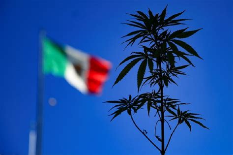 La Ley Que Aprueba El Consumo De Marihuana En México Quedó En Suspenso