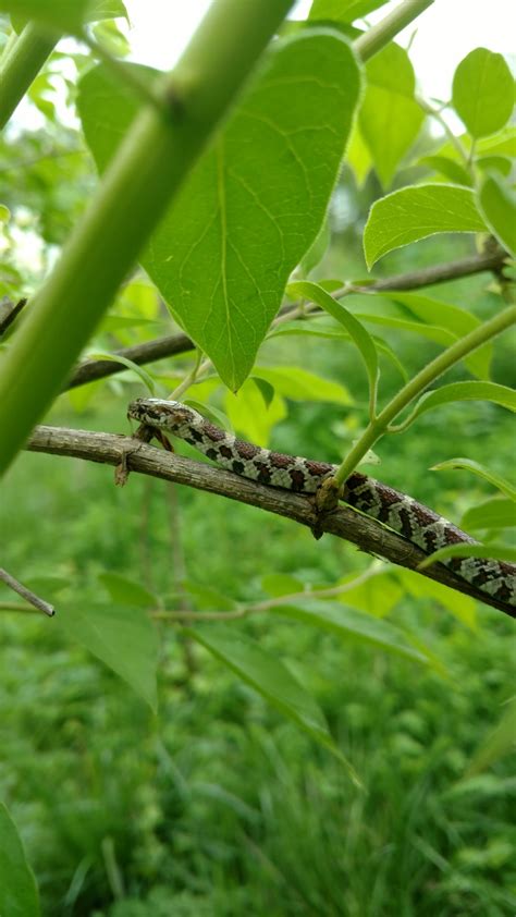 Eastern Milksnake - Tumblr Gallery