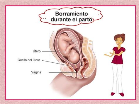 Fisiologia Del Trabajo De Parto Ppt