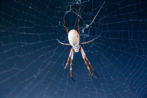 Shirt Made From Spider Silk Informacionpublica Svet Gob Gt