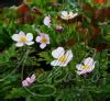 Анемона войлочная (Anemona tomentosa `Robustissima`) - Анемона ...