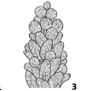 Three distinct groups of observable panicle shapes: 1. Glomerulate, 3.... | Download Scientific ...