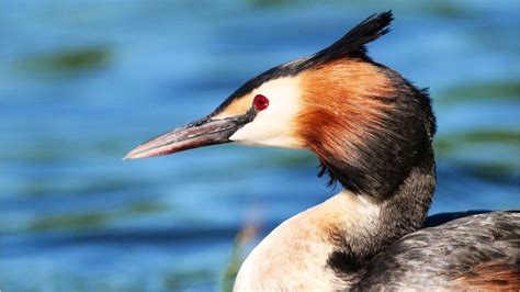 Puteketeke Das Ist Vogel Des Jahrhunderts