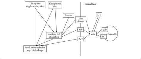 Metabolism Of Zinc In Human Body Download Scientific Diagram