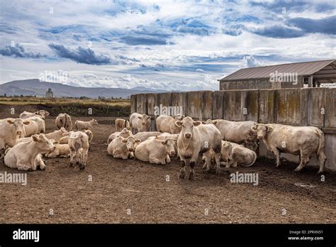 Cattle At A Feedlot Charolais French Breed Beef Cattle Stock Photo Alamy