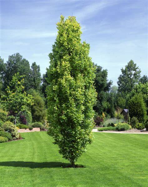 Populus nigra Italica Baumschule Stöckl