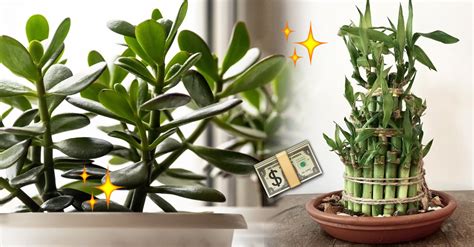 Plantas Que Atraen Abundancia Prosperidad Y Suerte