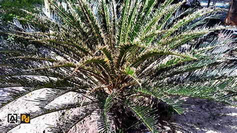 Sago Palm Fungus And Disease