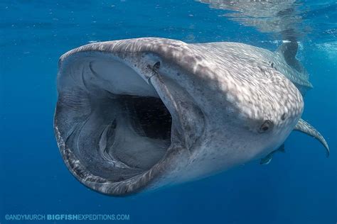 Whale-Shark-Snorkeling-2019-003 | Big Fish Expeditions