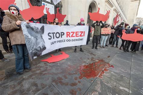 Szczepionka Na ASF Prawie Gotowa Jest Skuteczna I Bezpieczna