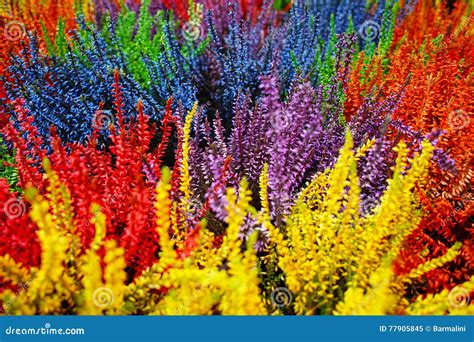 Multicolored Blossoming Heather Calluna Vulgaris Colorful Flo Stock