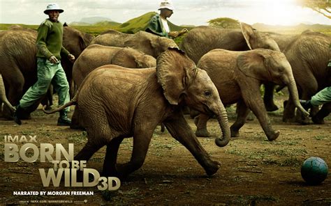 Born to Be Wild - Movies Wallpaper (25400527) - Fanpop