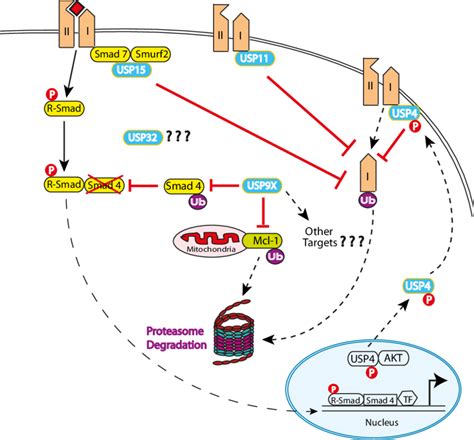 Regulation Of Transforming Growth Factor Beta Signaling By