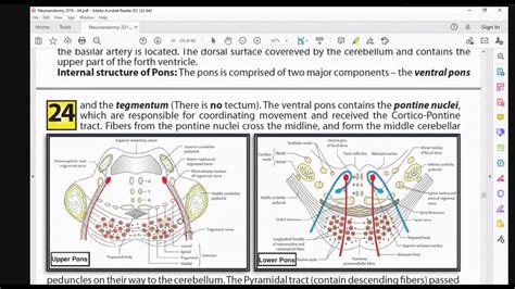 neuroanatomy - YouTube